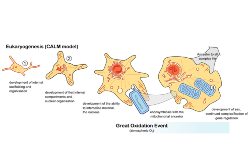 The team has proposed a new evidence-based scenario for the emergence of complex life they have called ‘CALM’ - Complex Archaeon, Late Mitochondrion